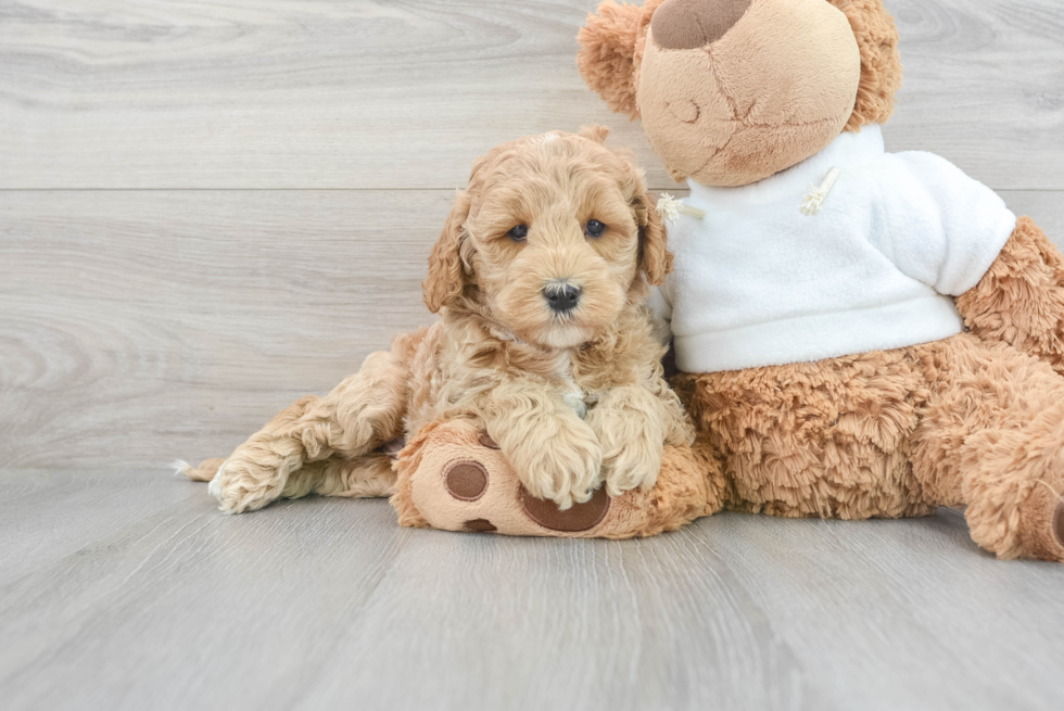 Best Mini Goldendoodle Baby