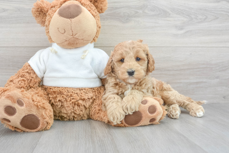 Petite Mini Goldendoodle Poodle Mix Pup