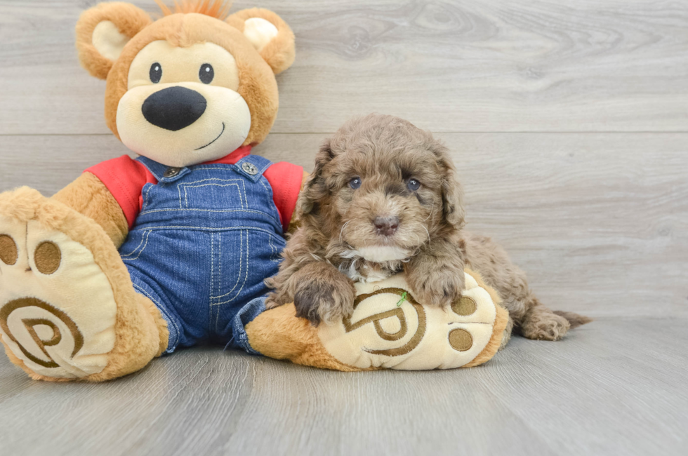 6 week old Mini Goldendoodle Puppy For Sale - Simply Southern Pups