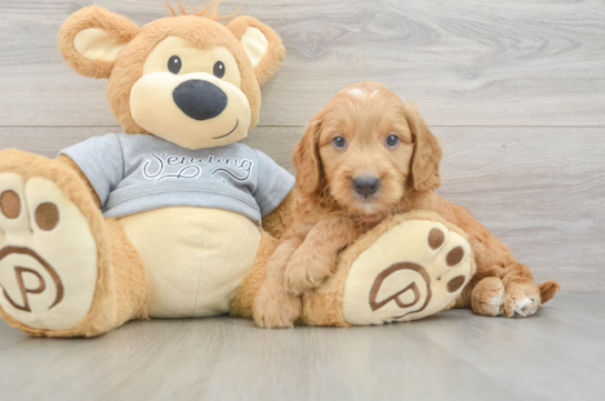 Playful Mini Groodle Poodle Mix Puppy