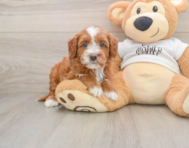 6 week old Mini Goldendoodle Puppy For Sale - Simply Southern Pups