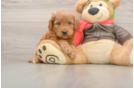 Mini Goldendoodle Pup Being Cute