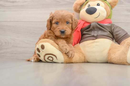 Mini Goldendoodle Pup Being Cute