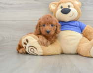 7 week old Mini Goldendoodle Puppy For Sale - Simply Southern Pups