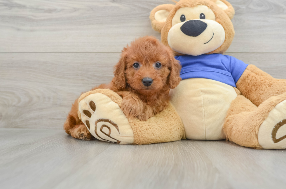 7 week old Mini Goldendoodle Puppy For Sale - Simply Southern Pups