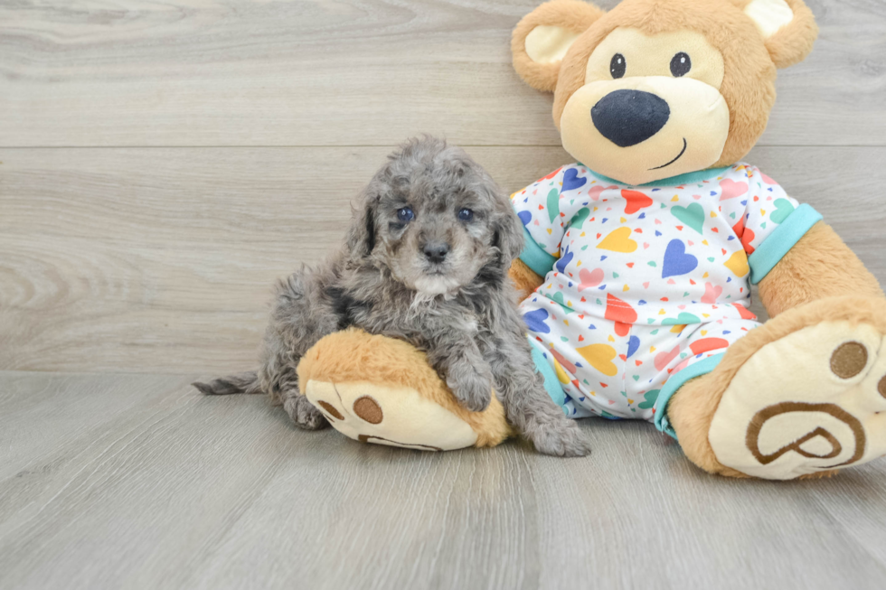 Mini Goldendoodle Puppy for Adoption