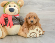 7 week old Mini Goldendoodle Puppy For Sale - Simply Southern Pups