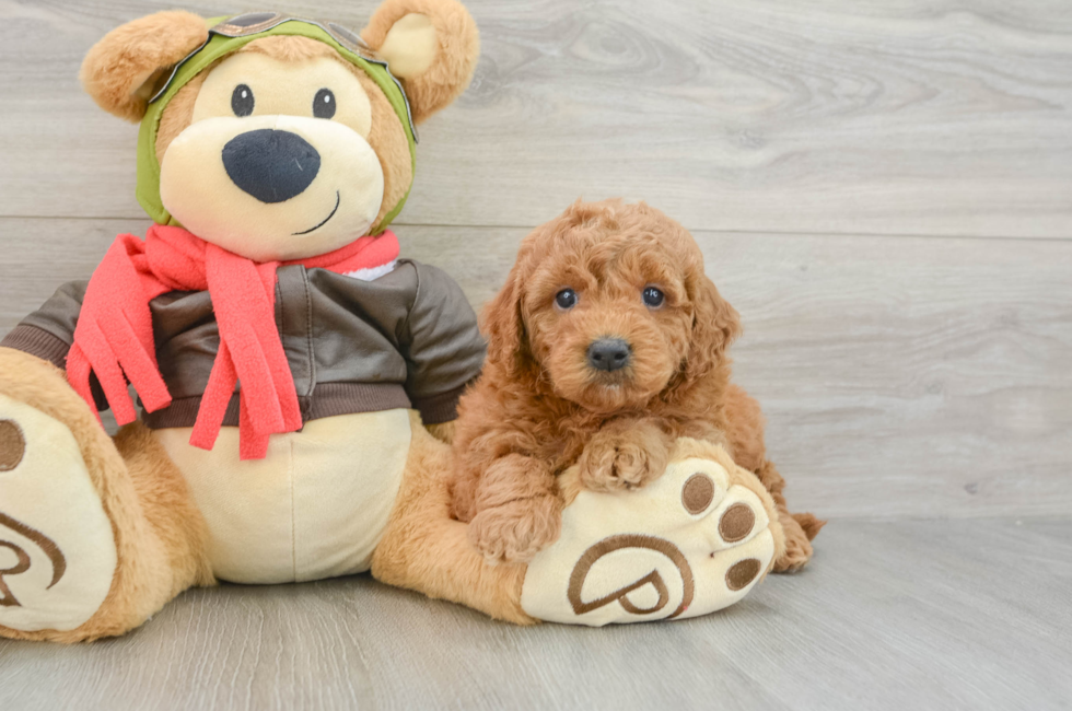 7 week old Mini Goldendoodle Puppy For Sale - Simply Southern Pups