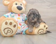 6 week old Mini Goldendoodle Puppy For Sale - Simply Southern Pups