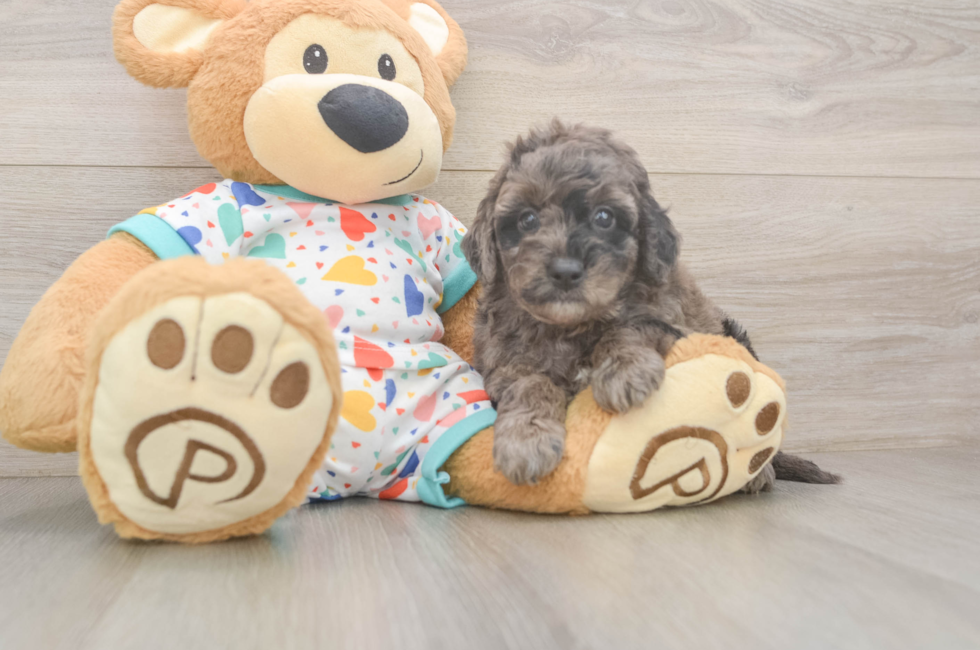 5 week old Mini Goldendoodle Puppy For Sale - Simply Southern Pups