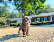 8 week old Mini Goldendoodle Puppy For Sale - Simply Southern Pups