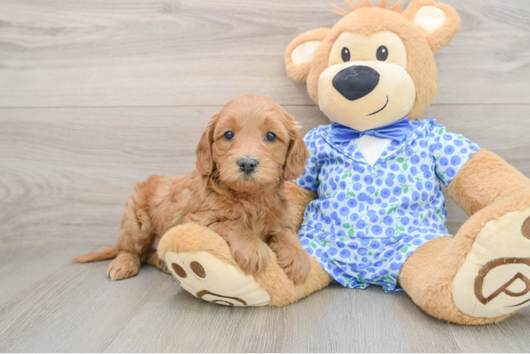 Little Mini Goldenpoo Poodle Mix Puppy