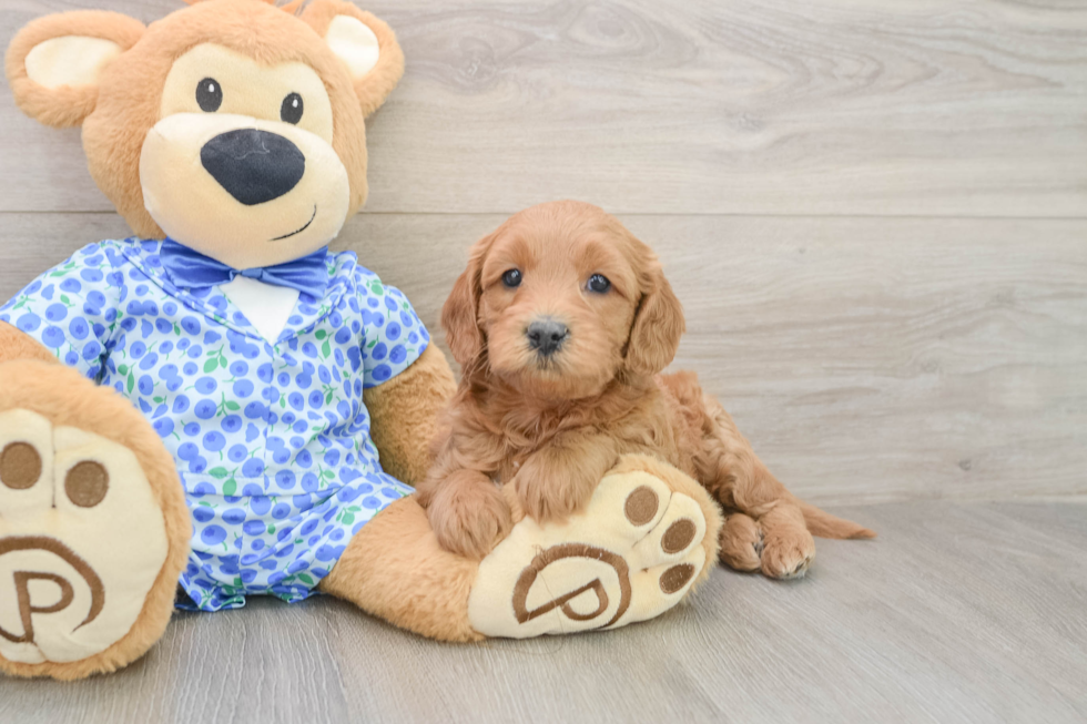 Mini Goldendoodle Puppy for Adoption