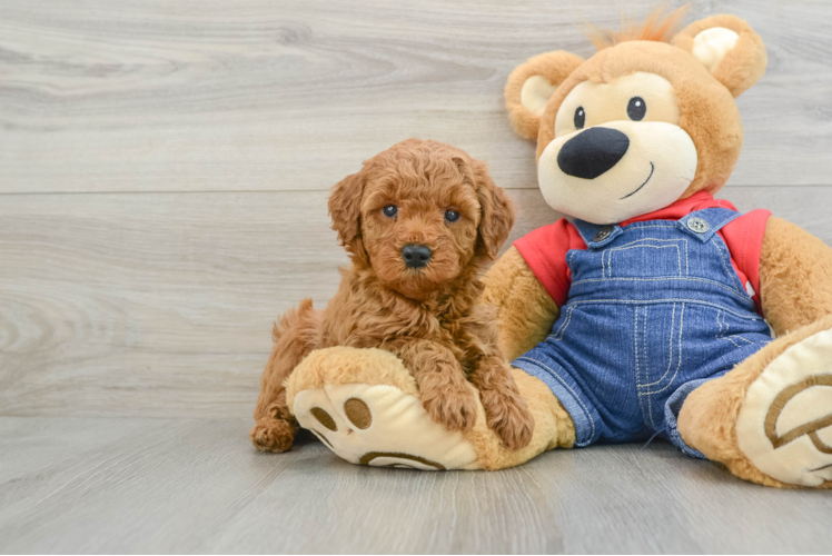 Mini Goldendoodle Puppy for Adoption