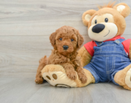 7 week old Mini Goldendoodle Puppy For Sale - Simply Southern Pups