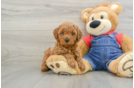 Mini Goldendoodle Puppy for Adoption