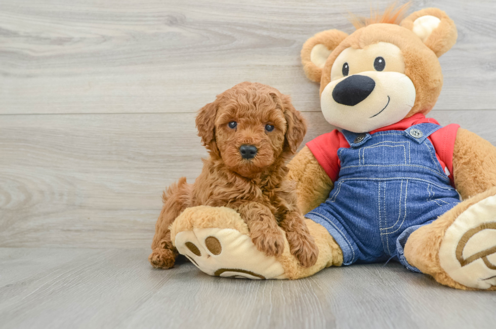 5 week old Mini Goldendoodle Puppy For Sale - Simply Southern Pups