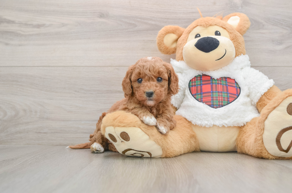 5 week old Mini Goldendoodle Puppy For Sale - Simply Southern Pups