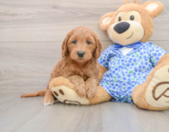 7 week old Mini Goldendoodle Puppy For Sale - Simply Southern Pups
