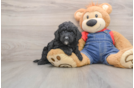 Sweet Mini Goldendoodle Baby