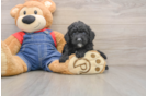 Best Mini Goldendoodle Baby
