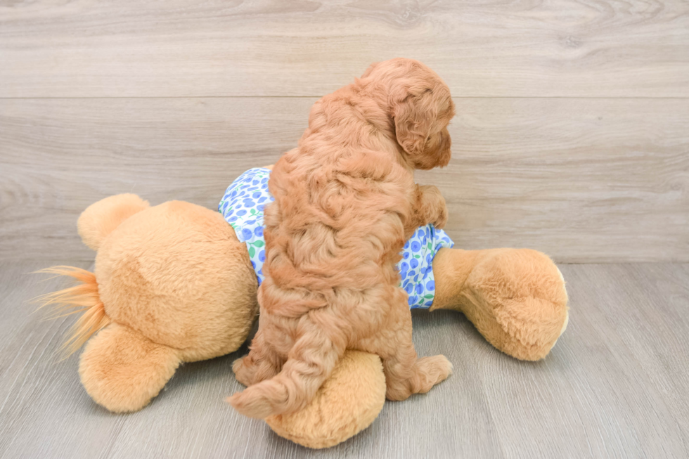 Fluffy Mini Goldendoodle Poodle Mix Pup
