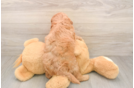 Best Mini Goldendoodle Baby