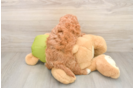 Hypoallergenic Mini Goldiepoo Poodle Mix Puppy