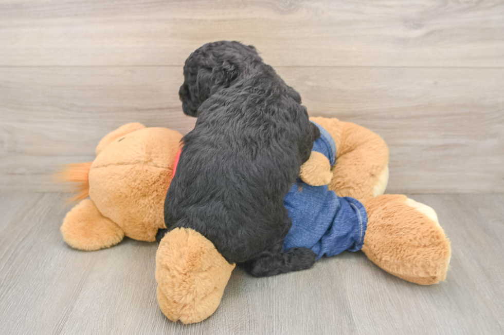Petite Mini Goldendoodle Poodle Mix Pup