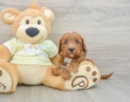 8 week old Mini Goldendoodle Puppy For Sale - Simply Southern Pups