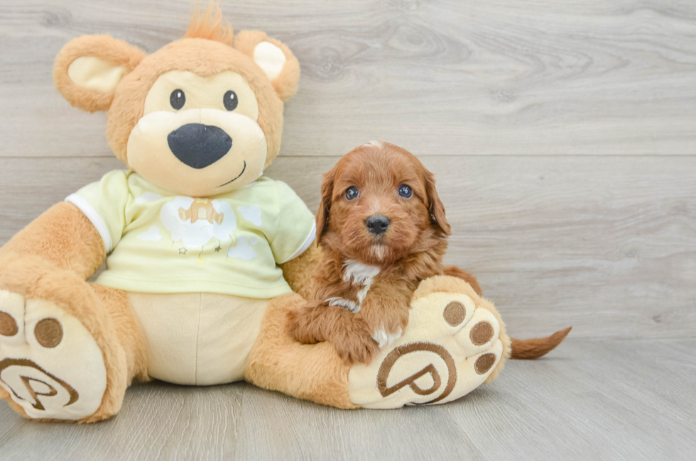 6 week old Mini Goldendoodle Puppy For Sale - Simply Southern Pups