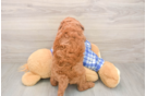 Mini Goldendoodle Puppy for Adoption
