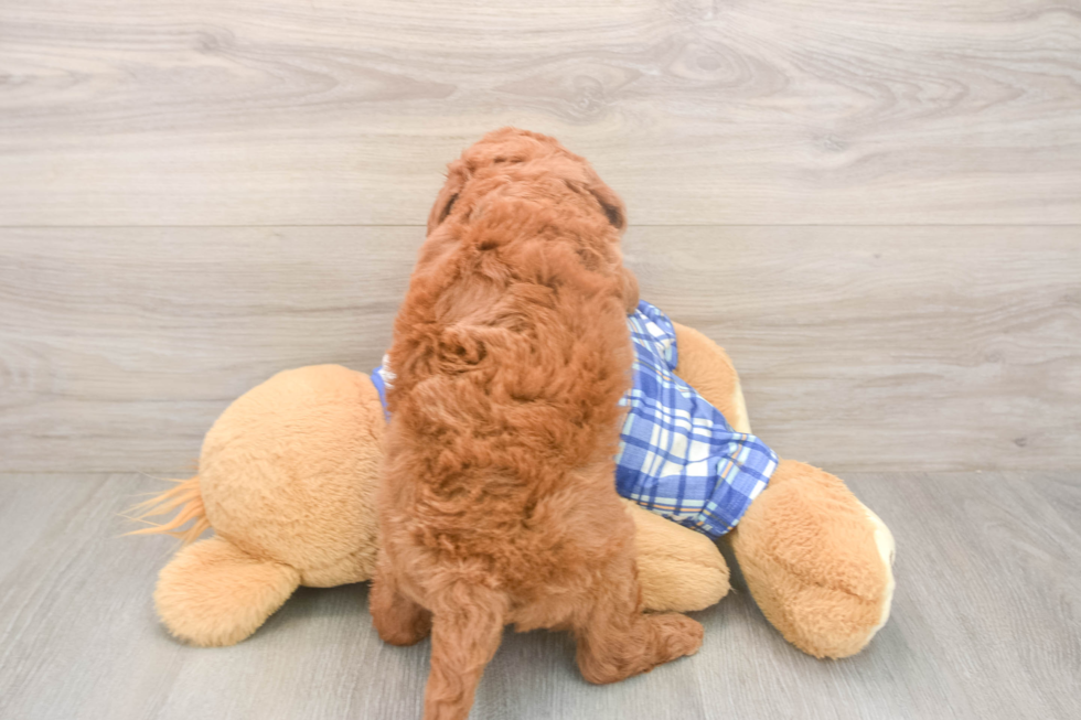 Mini Goldendoodle Puppy for Adoption