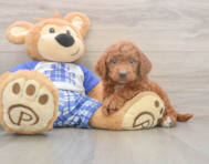 6 week old Mini Goldendoodle Puppy For Sale - Simply Southern Pups