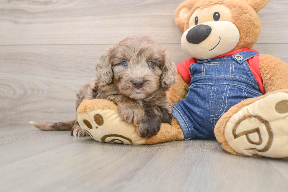 Mini Goldendoodle Puppy for Adoption