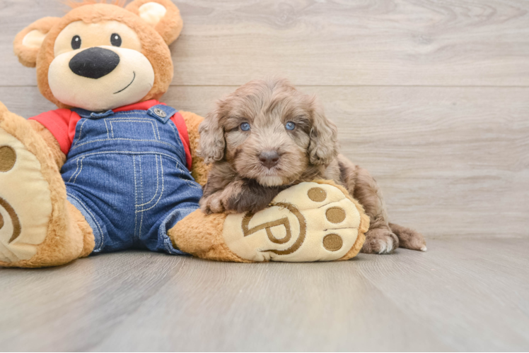 Best Mini Goldendoodle Baby