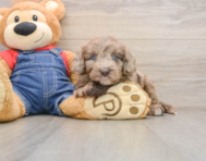 7 week old Mini Goldendoodle Puppy For Sale - Simply Southern Pups