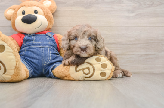 Best Mini Goldendoodle Baby