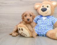 7 week old Mini Goldendoodle Puppy For Sale - Simply Southern Pups