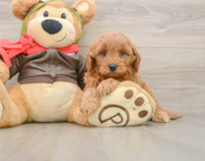 7 week old Mini Goldendoodle Puppy For Sale - Simply Southern Pups