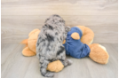 Adorable Golden Retriever Poodle Mix Poodle Mix Puppy