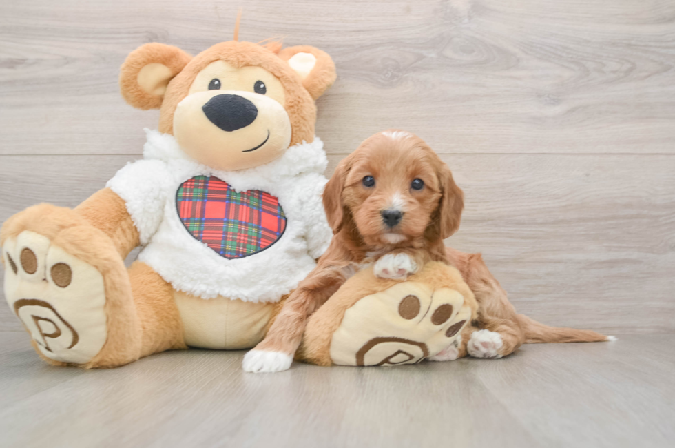 5 week old Mini Goldendoodle Puppy For Sale - Simply Southern Pups