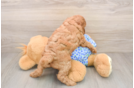 Petite Mini Goldendoodle Poodle Mix Pup