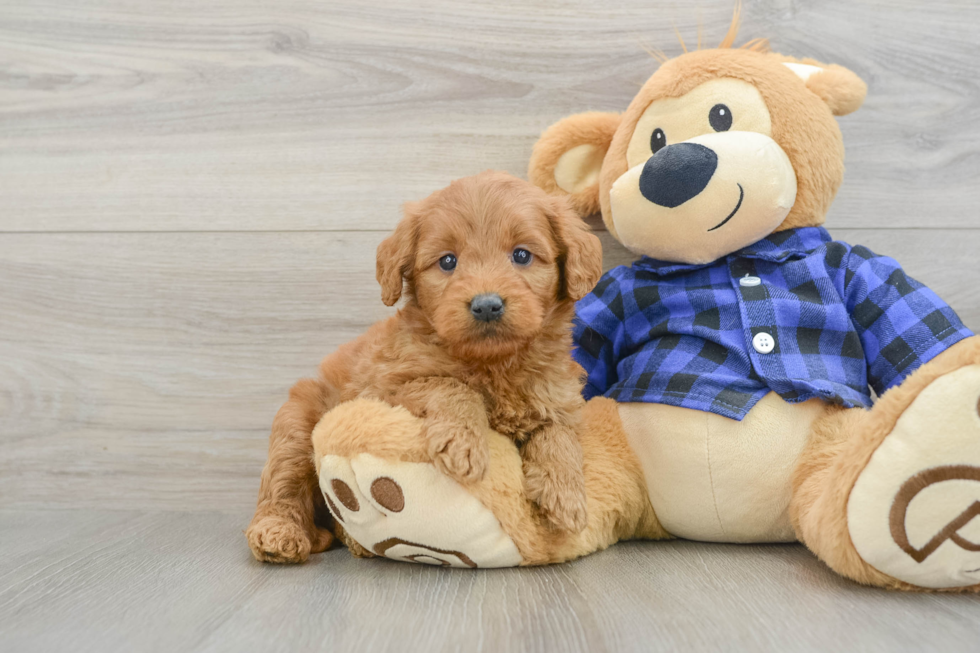 Petite Mini Goldendoodle Poodle Mix Pup