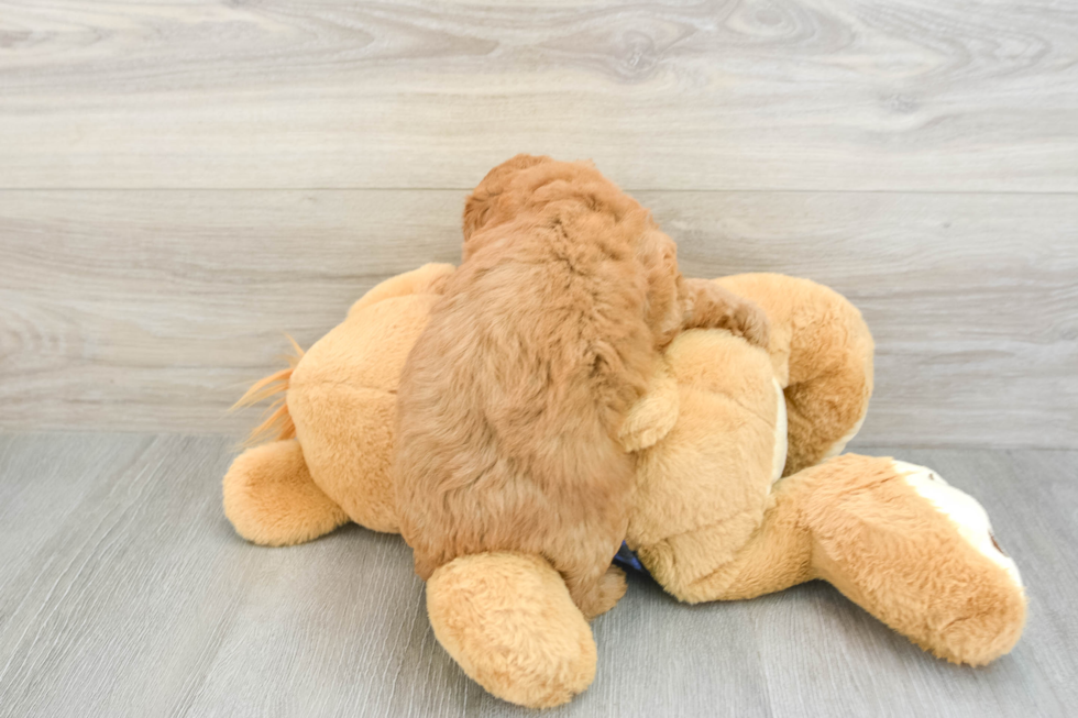 Mini Goldendoodle Pup Being Cute