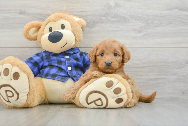 Best Mini Goldendoodle Baby