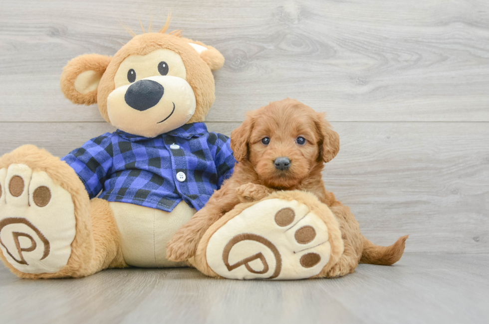 5 week old Mini Goldendoodle Puppy For Sale - Simply Southern Pups