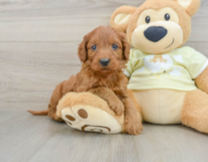 7 week old Mini Goldendoodle Puppy For Sale - Simply Southern Pups