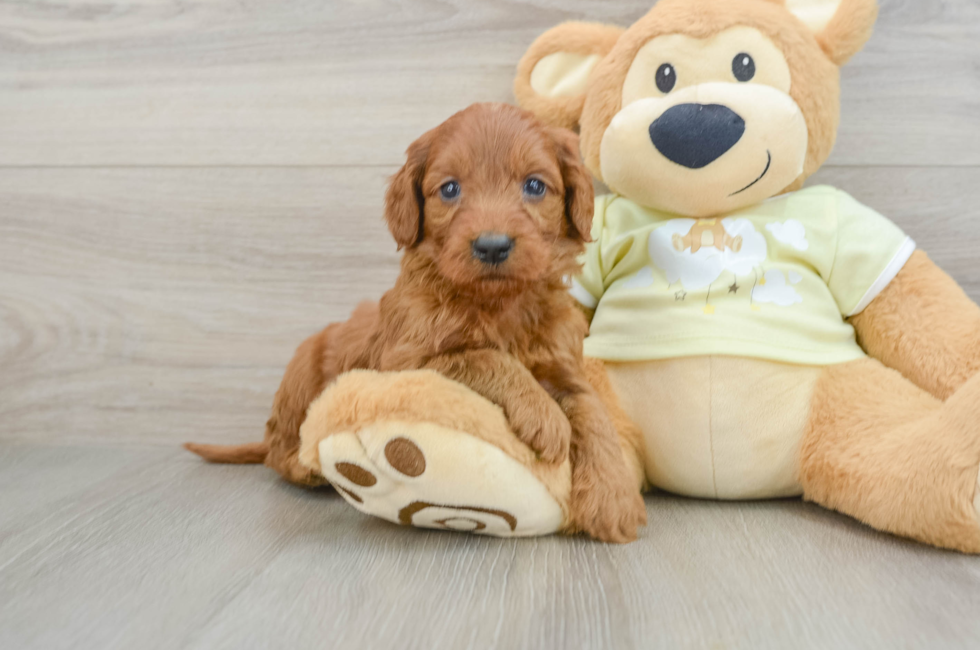 6 week old Mini Goldendoodle Puppy For Sale - Simply Southern Pups