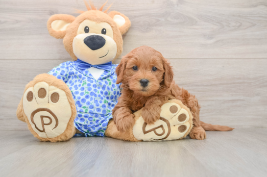 Funny Mini Goldendoodle Poodle Mix Pup
